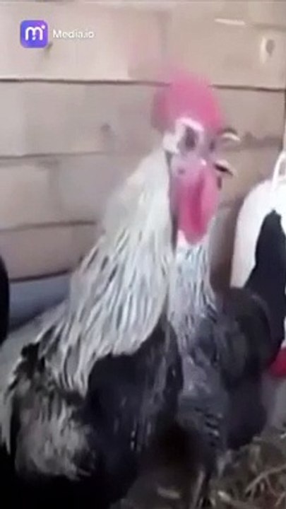 أطلق العنان لجوكرك الداخلي من خلال المحتوى المثير للضحك.
