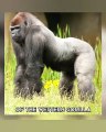 Cross River Gorilla  One Of The Most Endangered Animals In The Wild