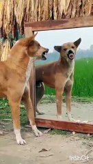 dog vs mirror dog Prank ----(360P)