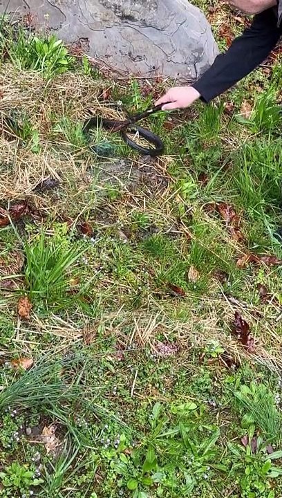 Attempting to Rescue a Snake
