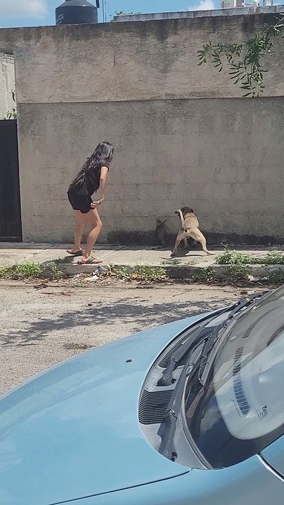 Live Action Chew Toy