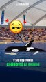 La historia de Lolita, la orca que ha pasado más de 50 años en cautiverio