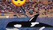 La historia de Lolita, la orca que ha pasado más de 50 años en cautiverio