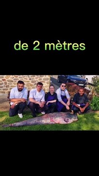 Un silure de 2 mètres de long