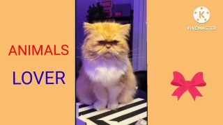 Funny cats videos  funny baby cats video