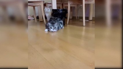 Baby Cats - Cute and Funny Cat Videos Compilation #67 _ Aww Animals
