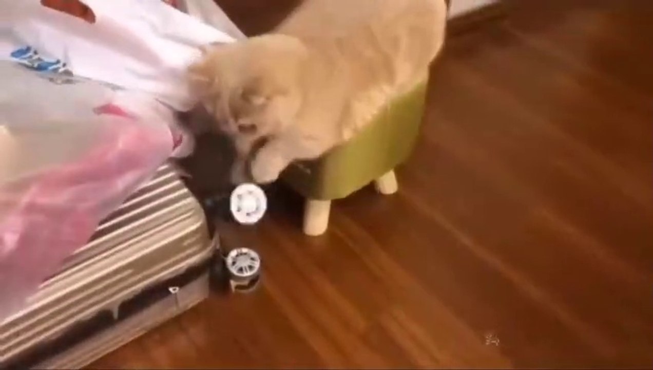 Baby Cats  Cute and Funny Cat Videos Compilation 66  Aww Animals_480p