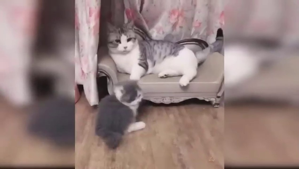 Baby Cats  Cute and Funny Cat Videos Compilation 65  Aww Animals_480p
