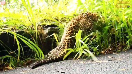 Injured Leopard Call for Help and What Happen Next   Wildlife Documentary