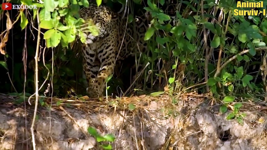 This Is Crazy! Leopard Risked His Life To Kill Crocodile In The ...
