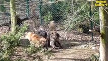 Wild African Wild Boar Crazy Attacks Lions Scared Hunters Away   Animal Fights
