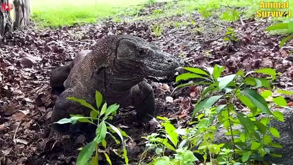 15 Times Ultimate Hunter Of Nature The Komodo Dragon R.uthlessly Hunted