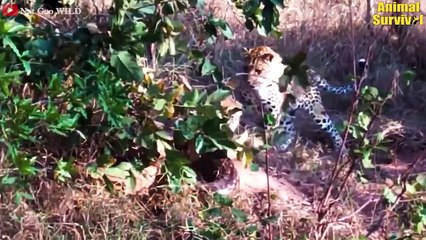 30 Scary Moments Stupid Pythons Trying To Get Impala's Horns   Wildlife Documentary