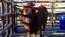 Hear from a Professional Bull Fighter at Mile High PBR in Prescott, AZ