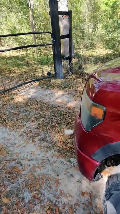 Fence Confuses Baby Deer