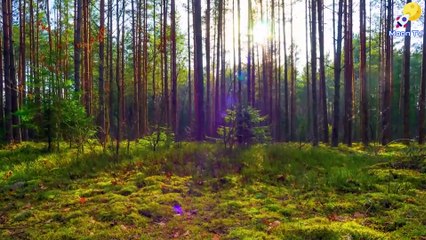 Mindfulness Meditation Music for Focus and Concentration