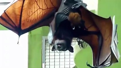 كائنات غريبة أول مره ترأها - جزء 1