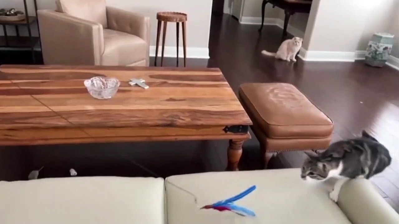 Amazing and beautiful cat video
