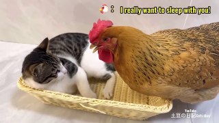 Cat & Hen fight| Kitten fight| Animals | Entertainment |