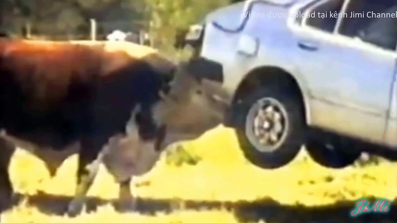 Thế giới động vật - Những trận chiến, khoảnh khắc đi săn khốc liệt của động vật hoang dã