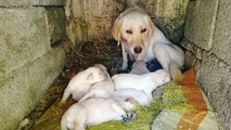 Labrador retriever puppies