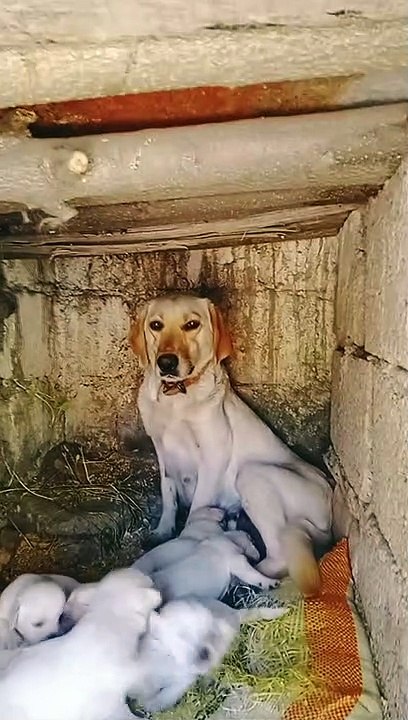 Labrador retriever puppies #labrador
