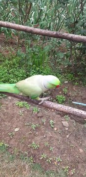 Kashmiri Talking Parrot | Indian Ringneck Talking Parrot