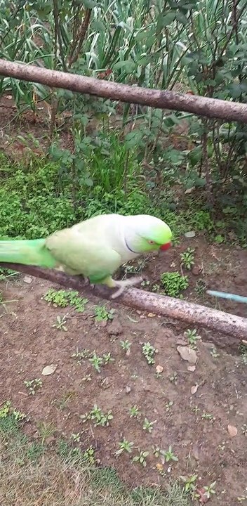 Kashmiri Talking Parrot | Indian Ringneck Talking Parrot