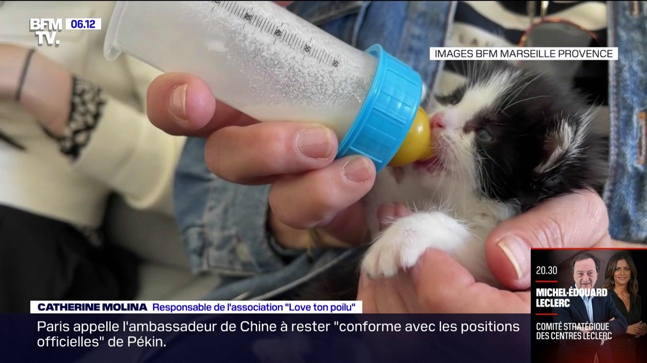 Les associations de défense des animaux font fa...