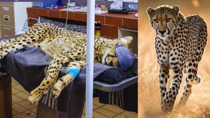 हार्ट अटैक बना 'चीता उदय' की मौत का कारण, शाॅर्ट पीएम रिपोर्ट में खुलासा