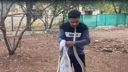 अरे, लड़के ने ‘सांप के फन' को दांतों से दबा लिया! फिर आगे क्या हुआ