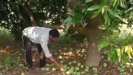 హుజురాబాద్: బతుకు భారమై.. పంట నష్టపోయి.. ఆవేదనలో రైతన్న..!