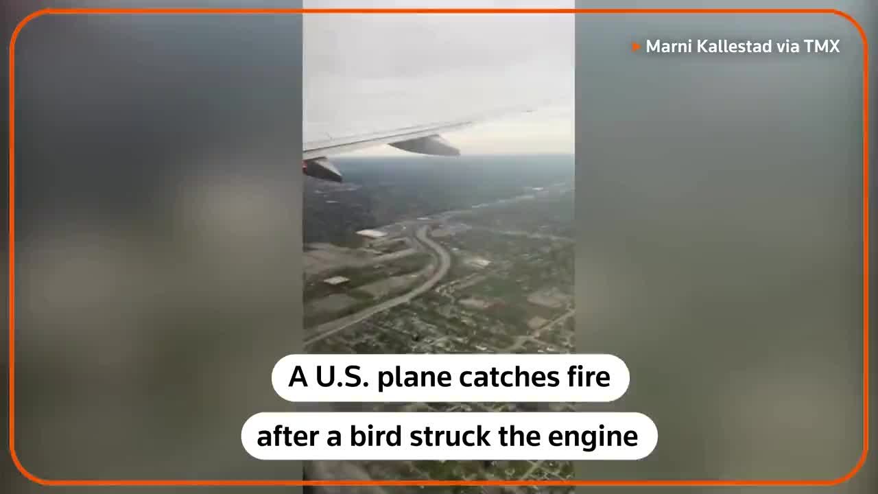 Bird causes engine fire in plane