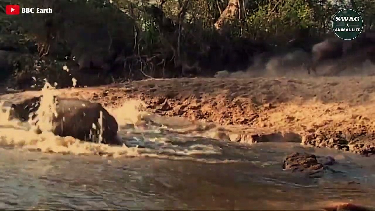 Crocodile Swamp Lord With The Ultimate Way Of Hunting - Wild Animal Life