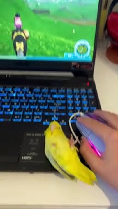 Who Needs A Computer Mouse When You Have A Parrot?