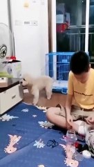 كلب ذكى جدآ ههه