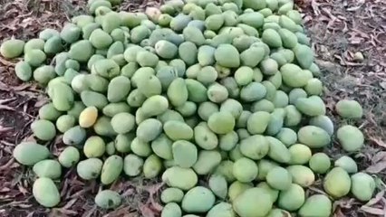 సిరిసిల్ల: నేలరాలిన మామిడి.. రైతుల కంటతడి..!