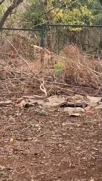 pair of snakes found tangled in the university campus