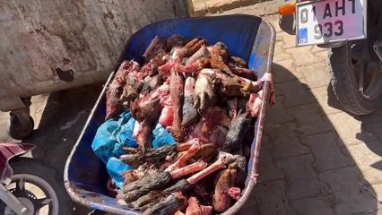 Belediyenin mezbahasında skandal görüntüler