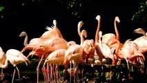 Stunning Water Birds - Flamingo | Relaxation Music | Free Stock Footage | No Copyright