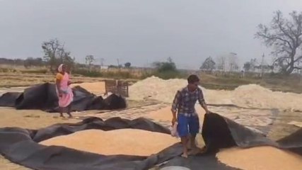 కాగజ్‌నగర్: భారీ నష్టాన్ని మిగిల్చిన అకాల వర్షాలు..