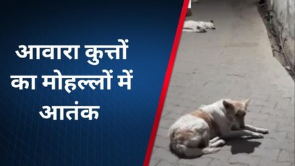 बारां: पालिका प्रशासन की अनदेखी से हो रही परेशानी, देखिए खबर