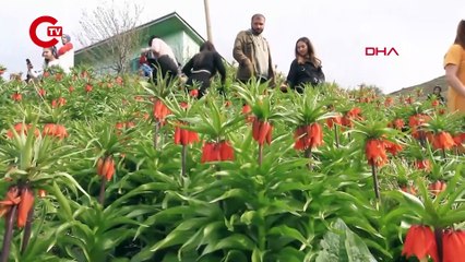 Van'da 'ters laleler' çiçek açtı