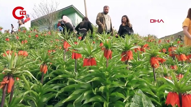 Van'da 'ters laleler' çiçek açtı