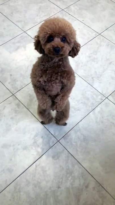 So Cute Puppy