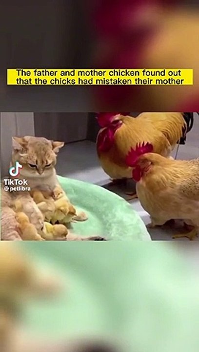 Hens with dog