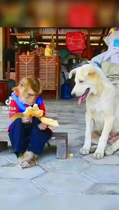 Dogs with monkey