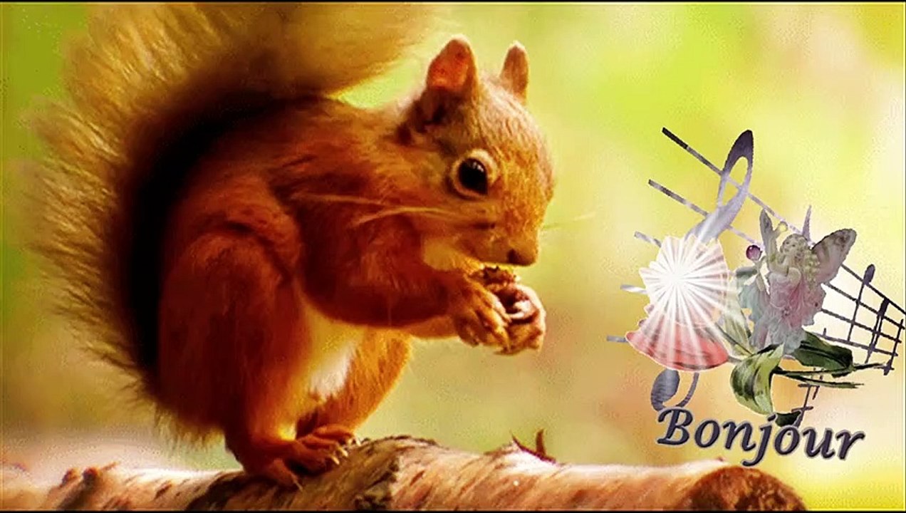 ROBIN l'écureuil du jardin