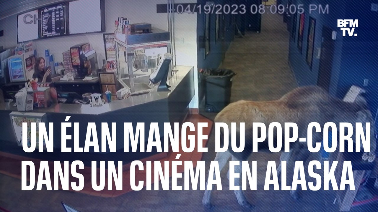 En Alaska, un élan s'introduit dans un ciné et se sert en pop-corn