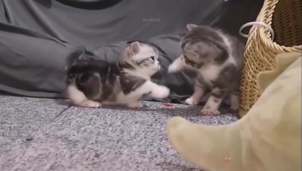 Baby Cats  Cute and Funny Cat Videos Compilation 64  Aww Animals_480p